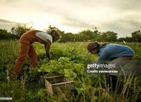 Agriculture Example